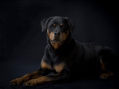 Rottweiler Indira