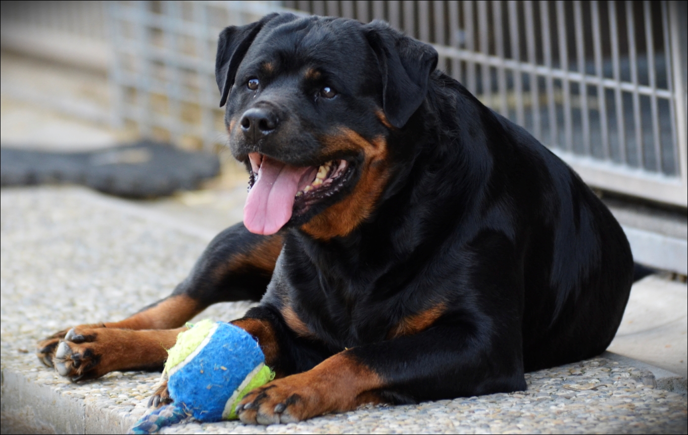 Rottweiler Just Rottweiler