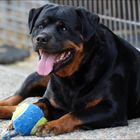 Rottweiler Just Rottweiler