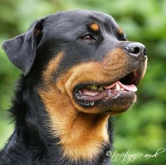 Rottweiler-Lady