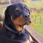 Rottweiler Lady Shuja