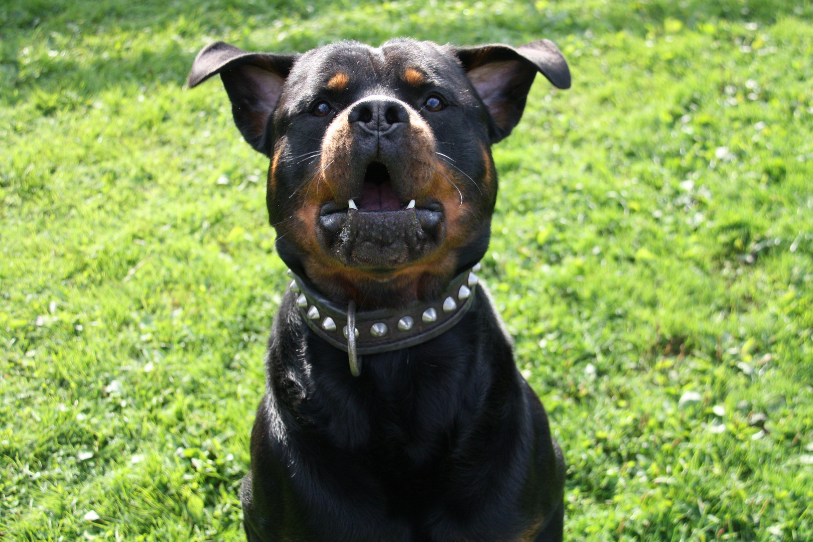 Rottweiler mal komisch ;o)