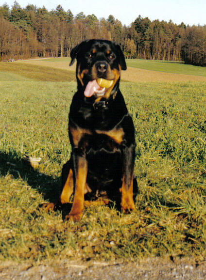 Rottweiler mit Ball