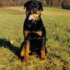 Rottweiler mit Ball