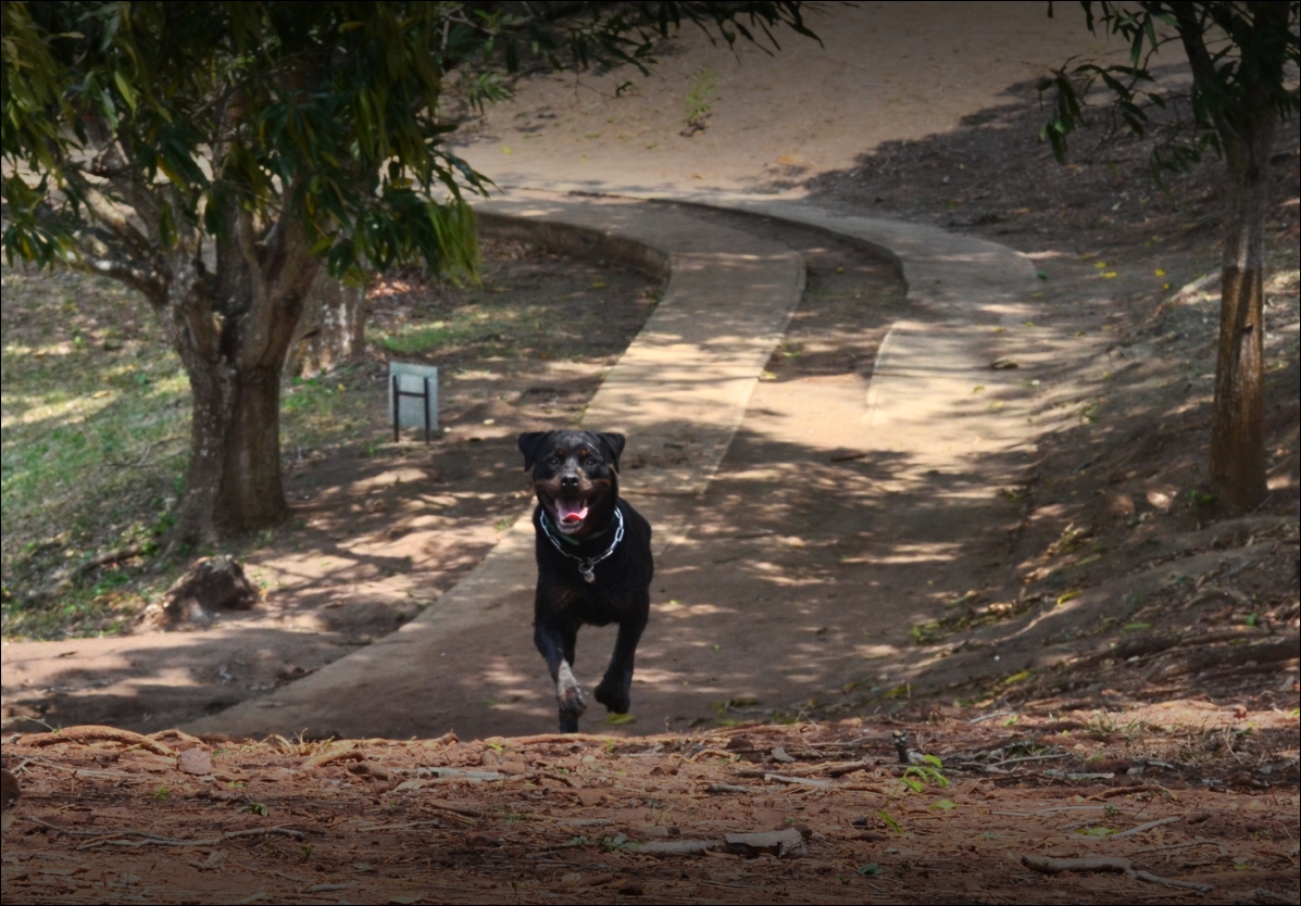 Rottweiler Paseando