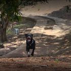 Rottweiler Paseando