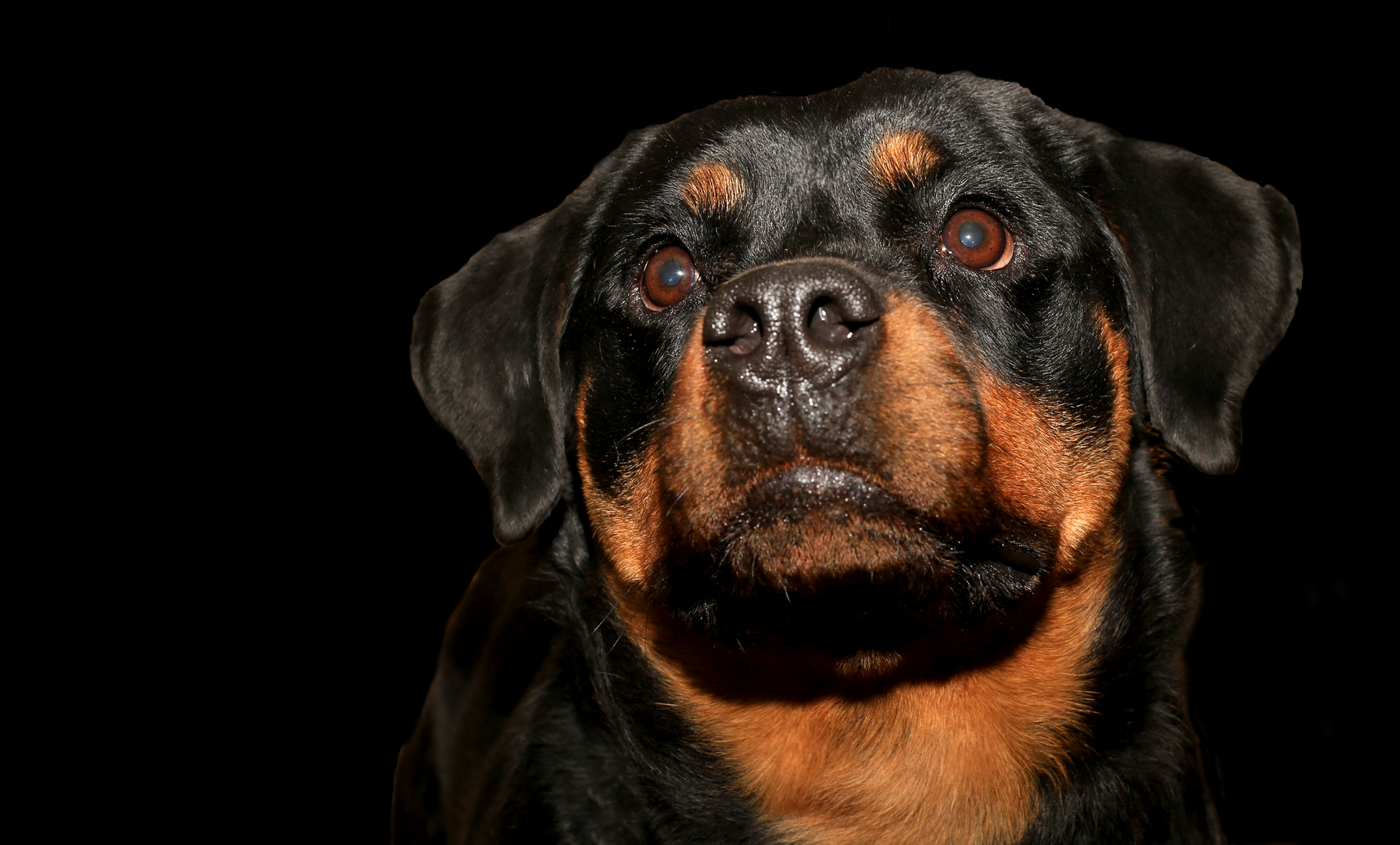 Rottweiler Portrait