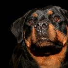 Rottweiler Portrait