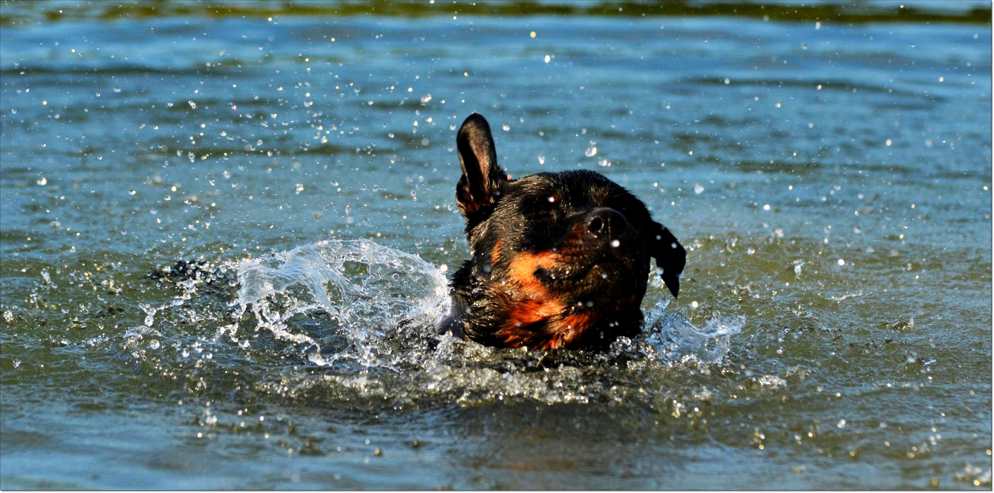 Rottweiler Relaxing....