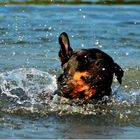 Rottweiler Relaxing....