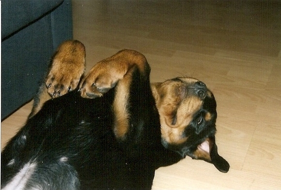 Rottweiler Rex