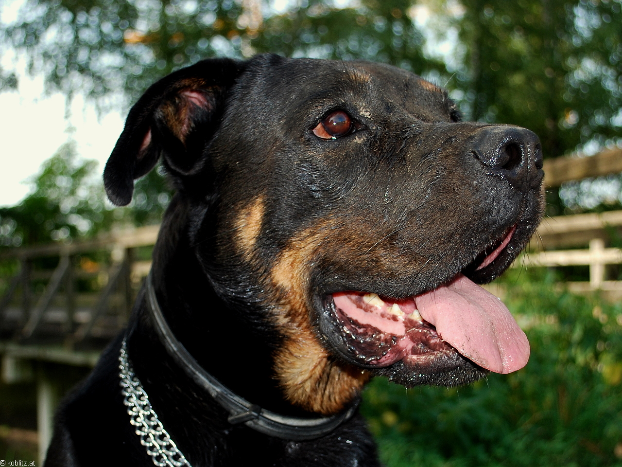 Rottweiler Rocky