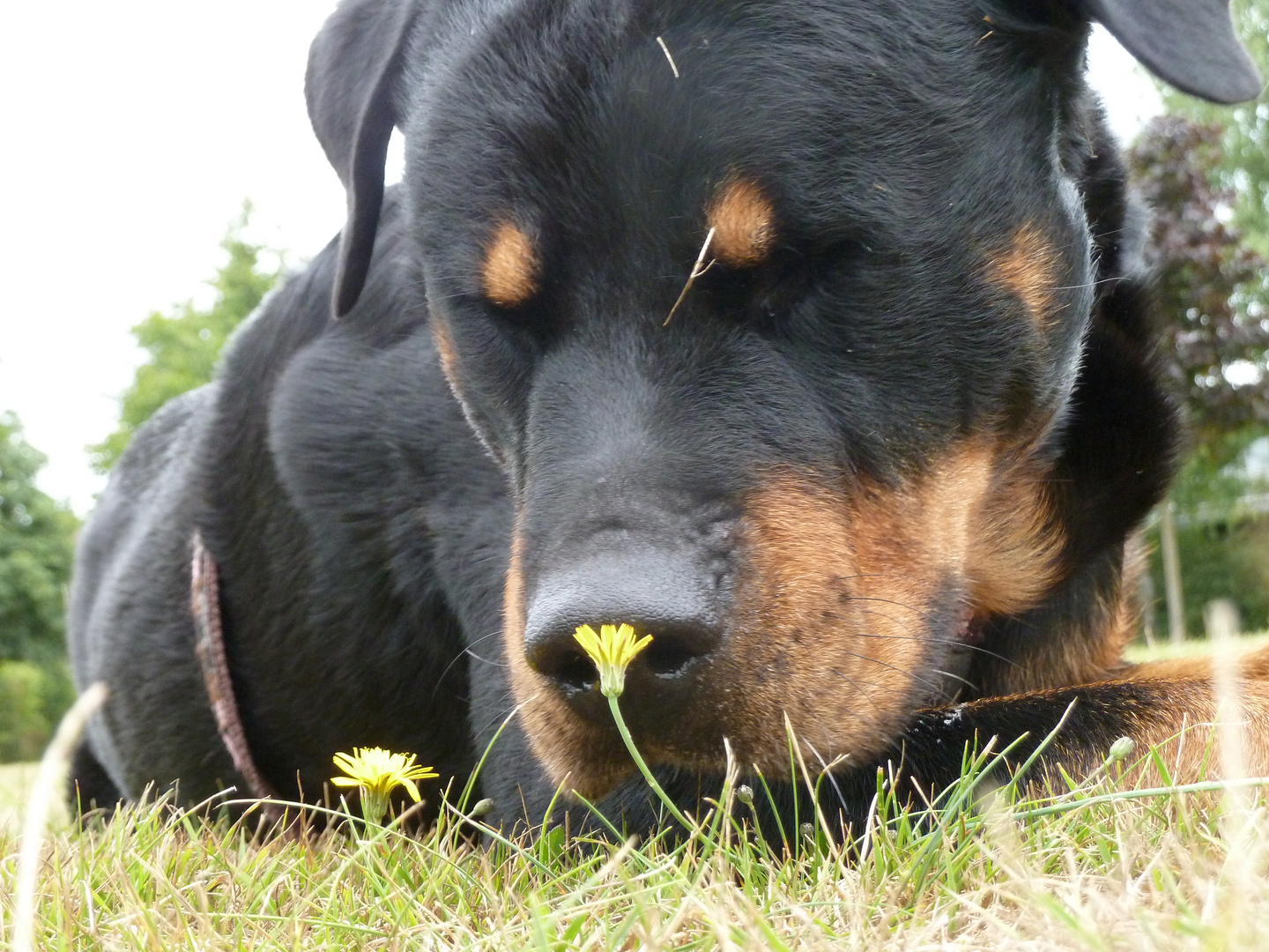 Rottweiler-Romantik