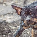 Rottweiler shakes 2!