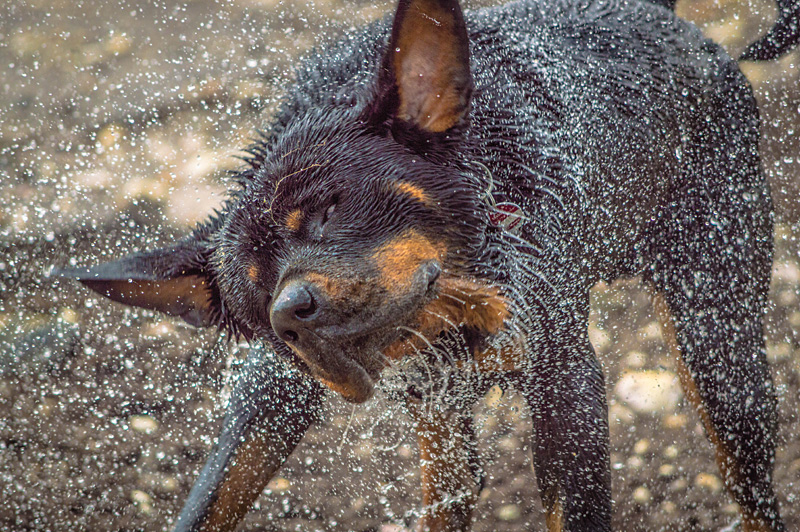 Rottweiler shakes!