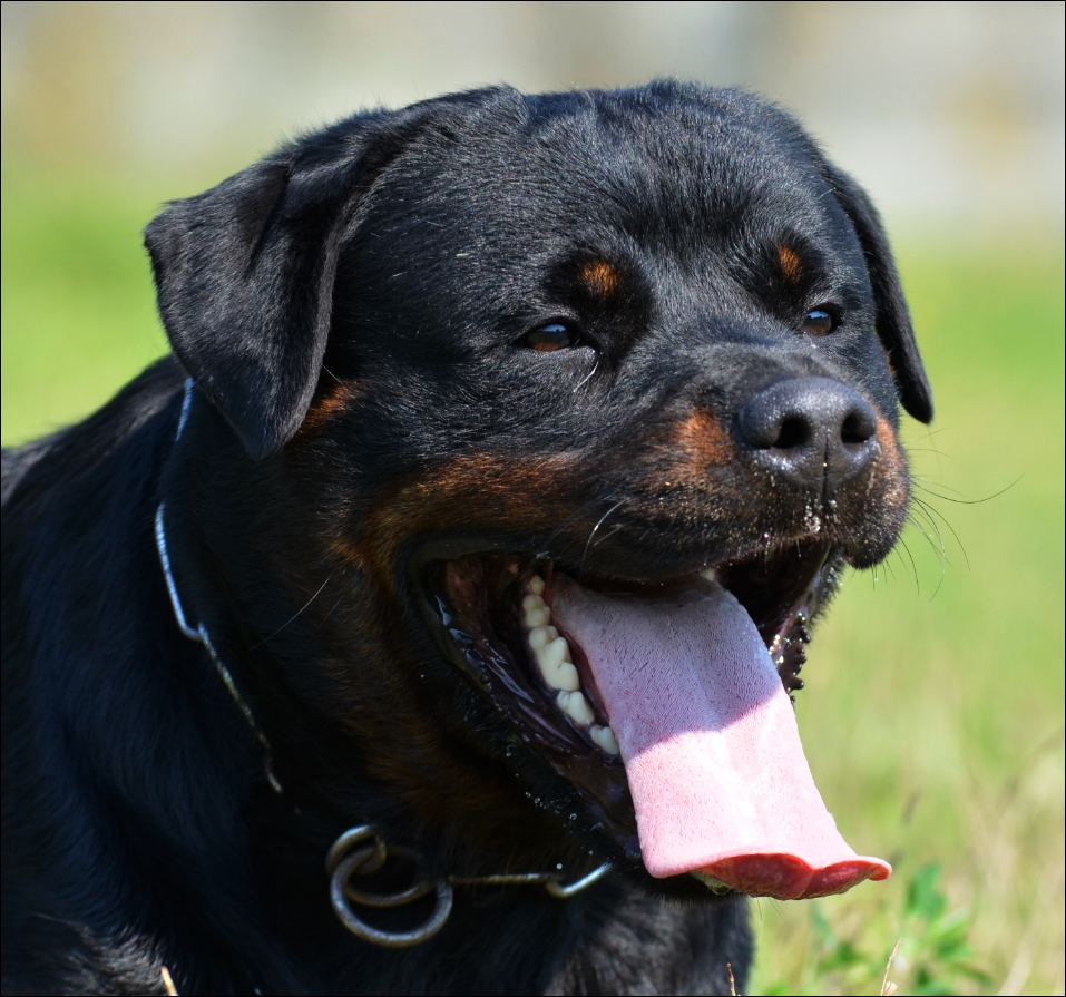 Rottweiler, simplemente, Rottweiler