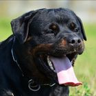 Rottweiler, simplemente, Rottweiler