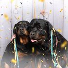 Rottweiler-Sitzung 