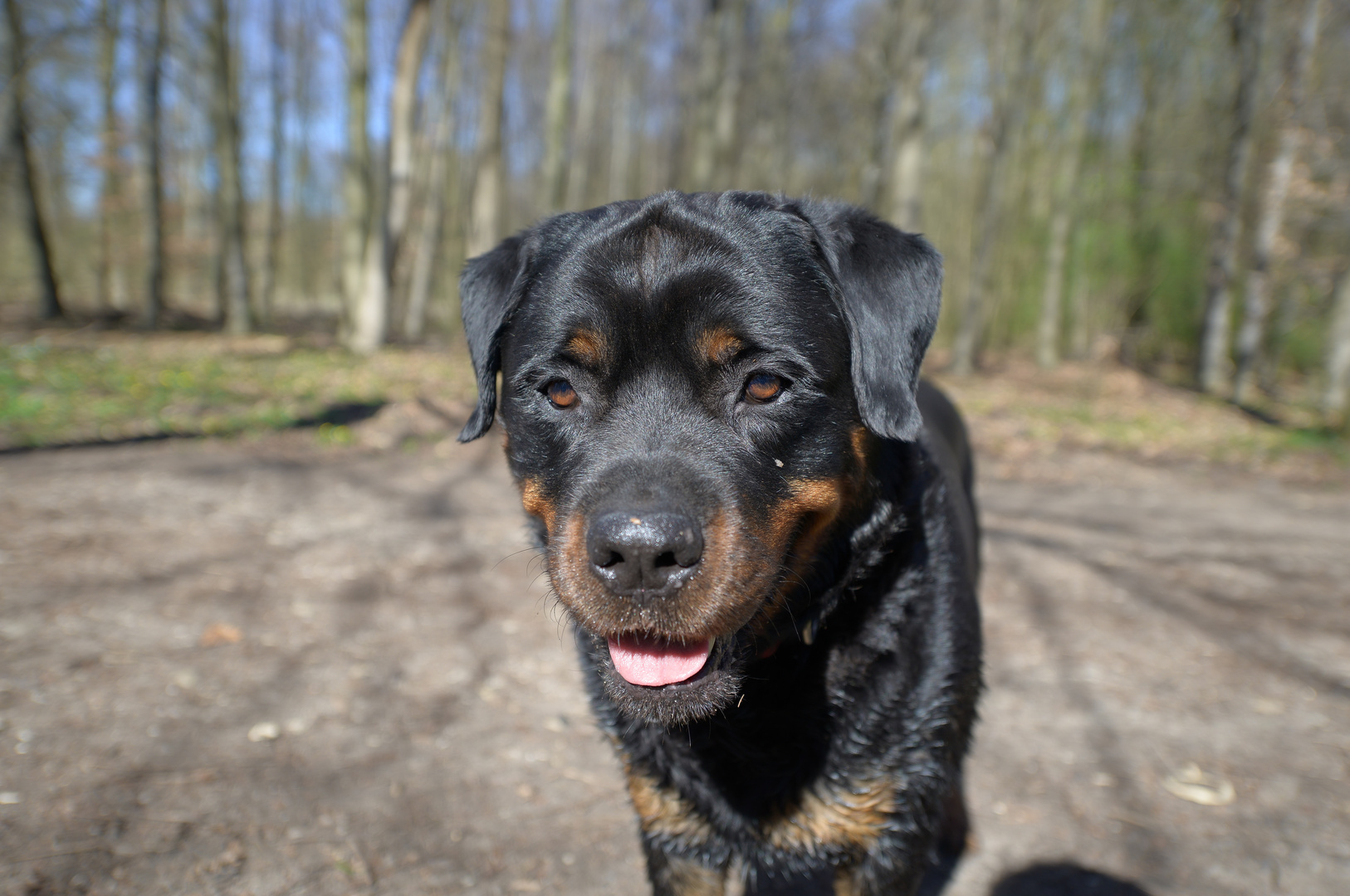 Rottweiler Skipper