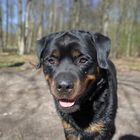 Rottweiler Skipper