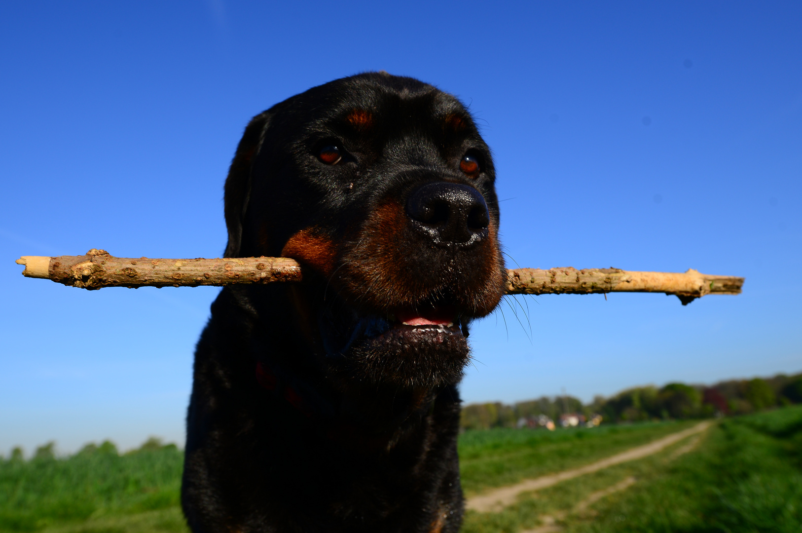 Rottweiler Skipper im Feld