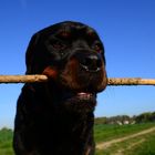 Rottweiler Skipper im Feld