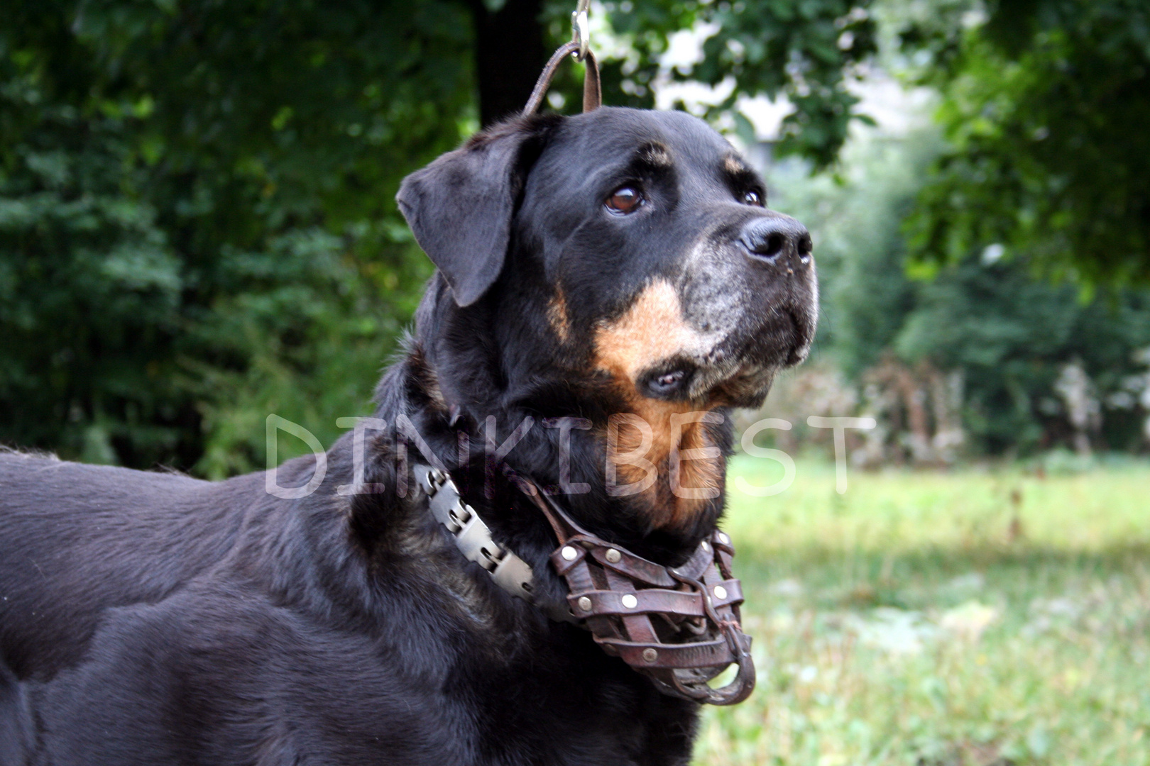 rottweiler Vita