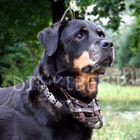 rottweiler Vita