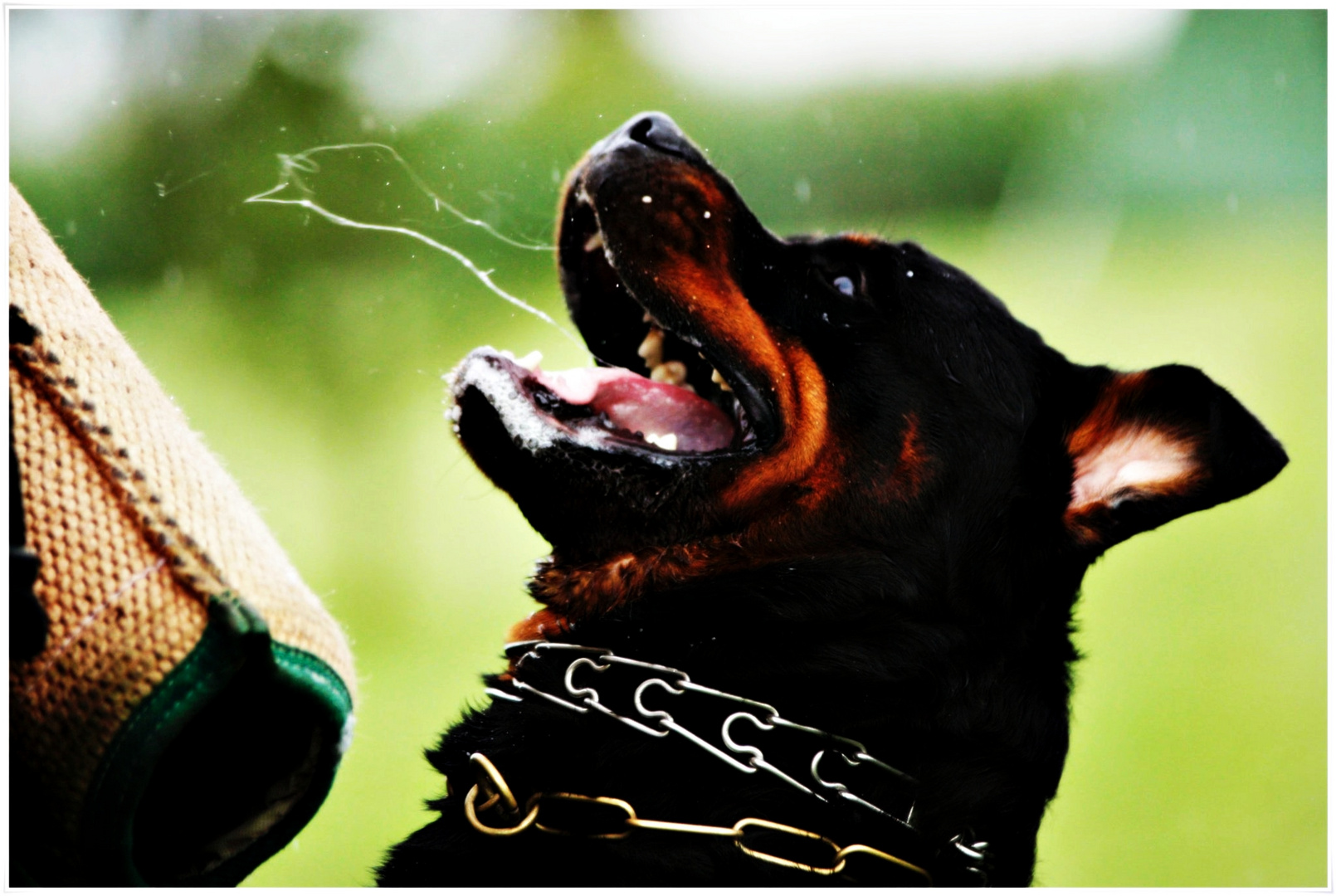 Rottweiler Working