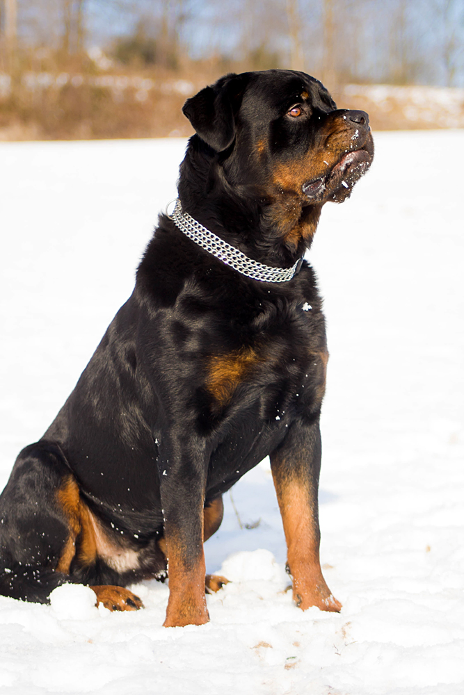 Rottweiler "Zero"