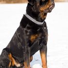 Rottweiler "Zero"