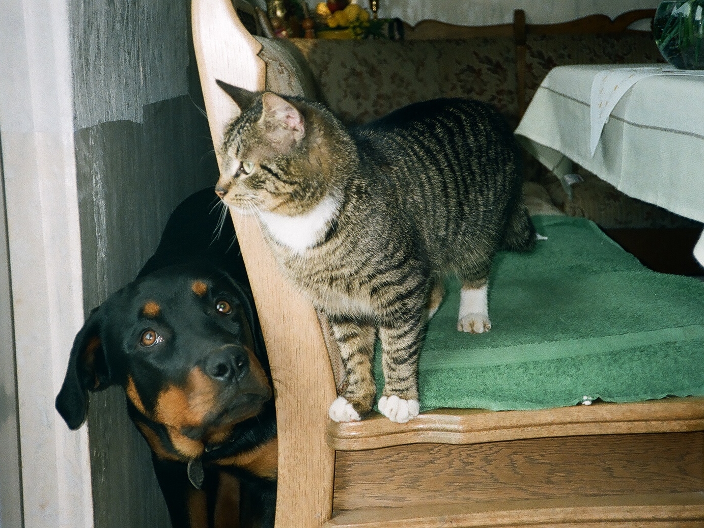 Rottweilerhündin Laika mit Kater Felix