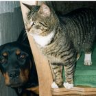 Rottweilerhündin Laika und Kater Felix