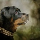 Rottweilerhündin Lolaa im Wald