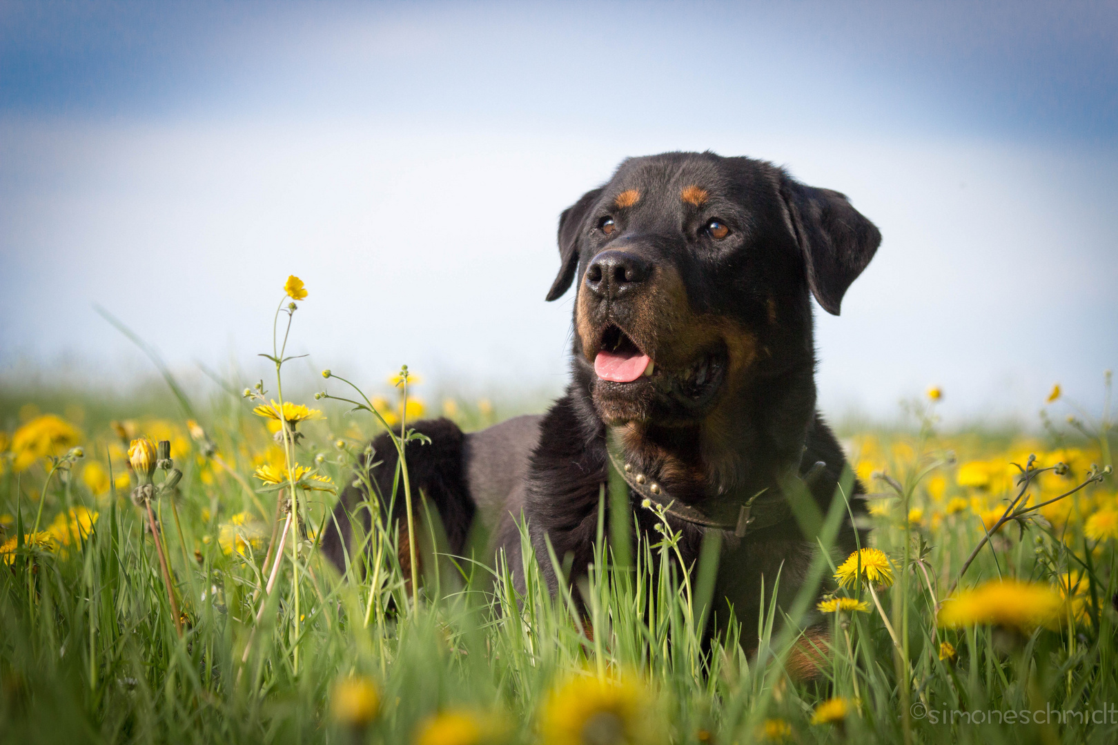 Rottweiler.Jacky.