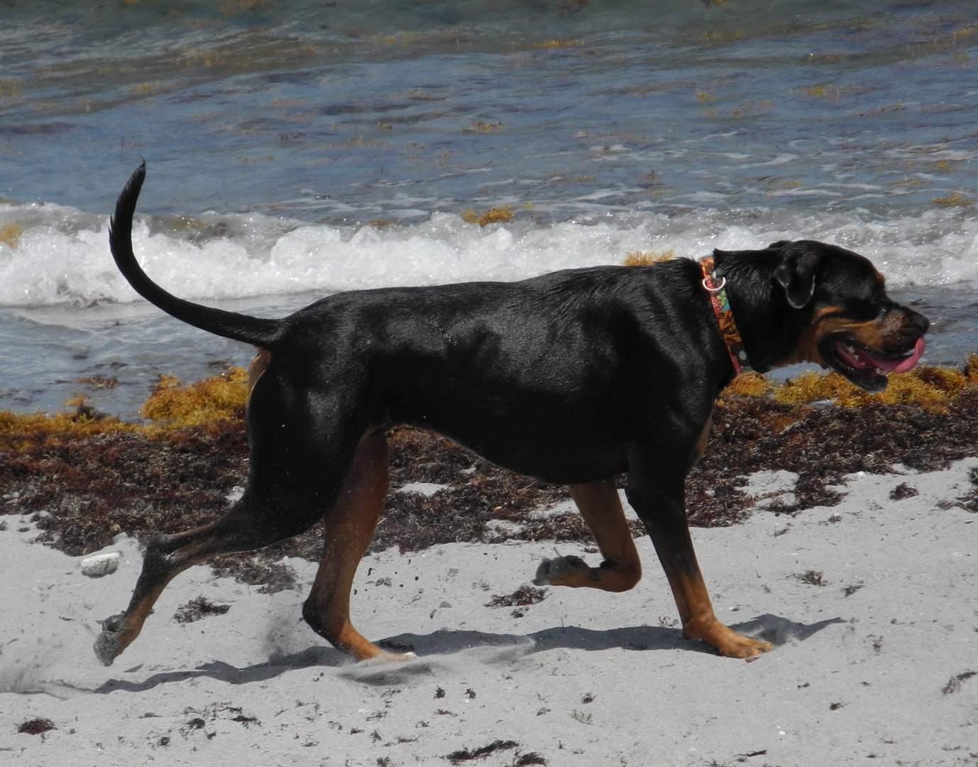 Rottweilermix am Strandlauf