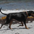 Rottweilermix am Strandlauf