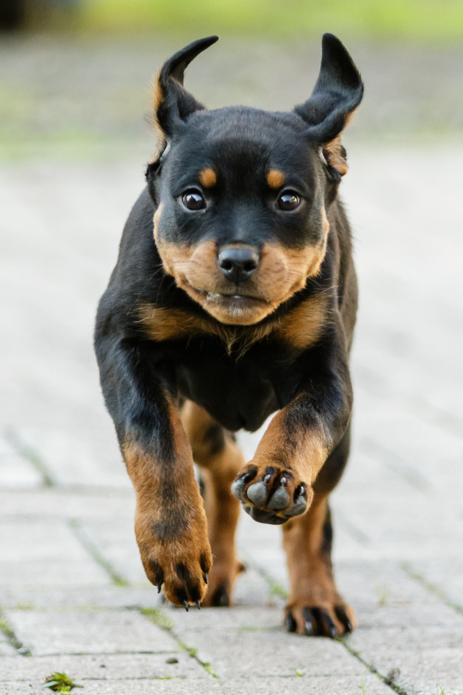 Rottweilerwelpe