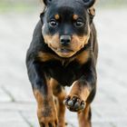 Rottweilerwelpe