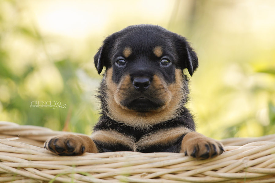 Rottweilerwelpe