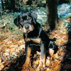 Rottweilerwelpe