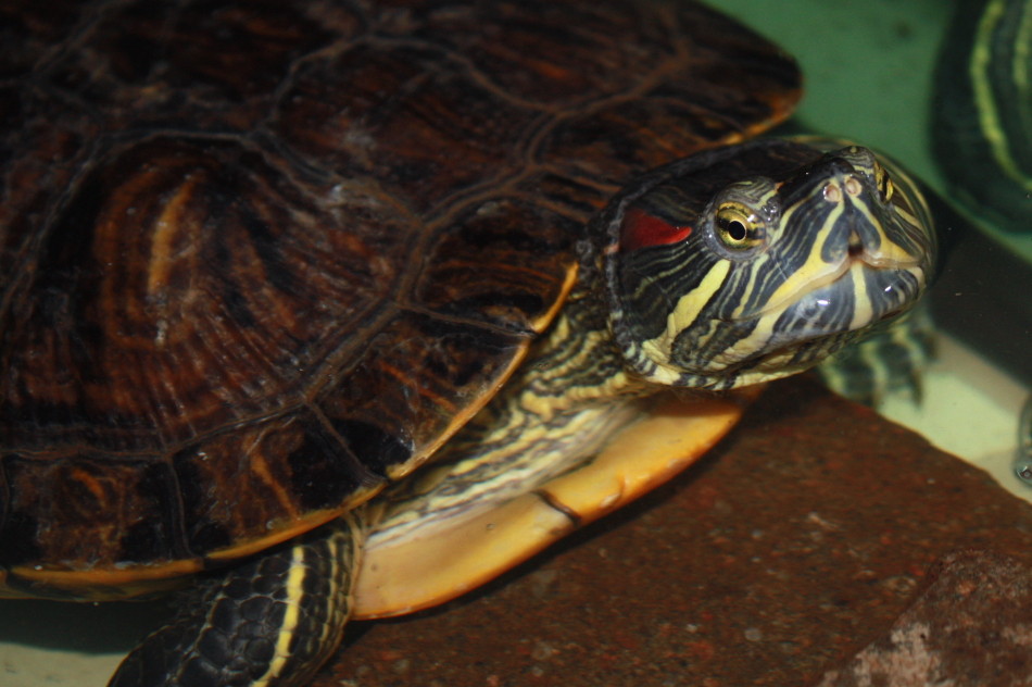 Rotwangen-Schmuck-Schildkröte