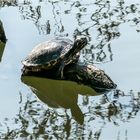 Rotwangen-Schmuck Schildkröte