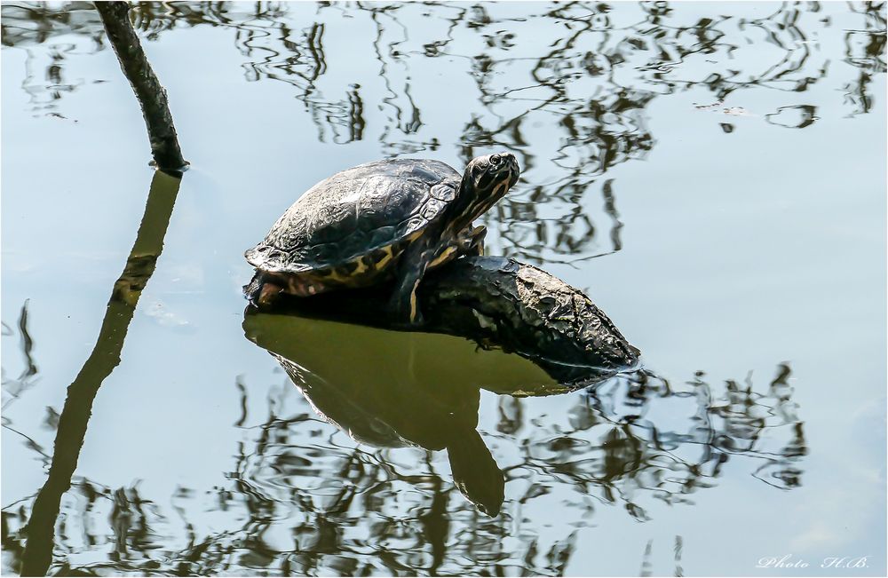 Rotwangen-Schmuck Schildkröte