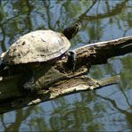 Rotwangen-Schmuckschildkröte