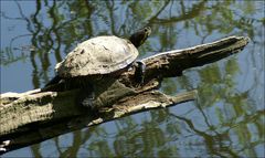 Rotwangen-Schmuckschildkröte