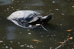 Rotwangen Schmuckschildkröte