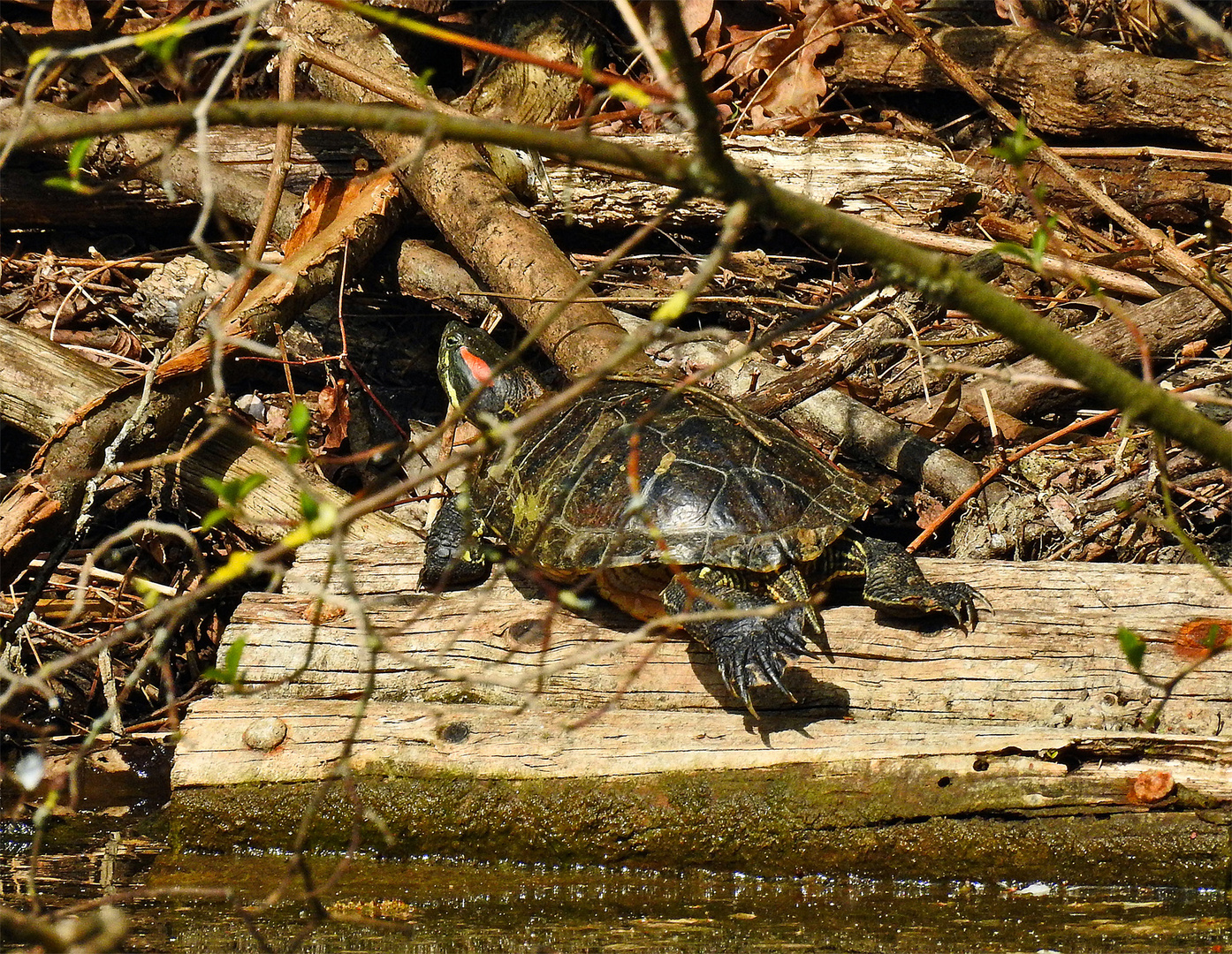 Rotwangen-Schmuckschildkröte