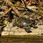 Rotwangen-Schmuckschildkröte