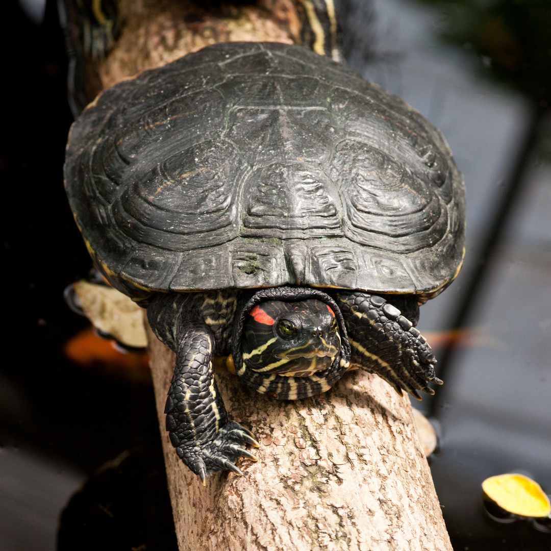 Rotwangen-Schmuckschildkröte